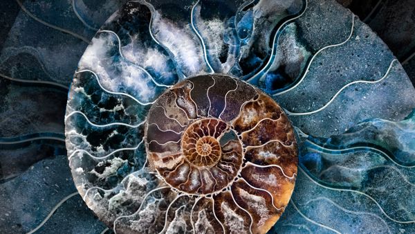 Cross-section of a fossilised ammonite shell