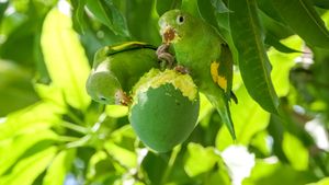 Yellow-chevroned parakeets in a mango tree, Pantanal, Brazil (© Uwe-Bergwitz/Getty Images)(Bing New Zealand)