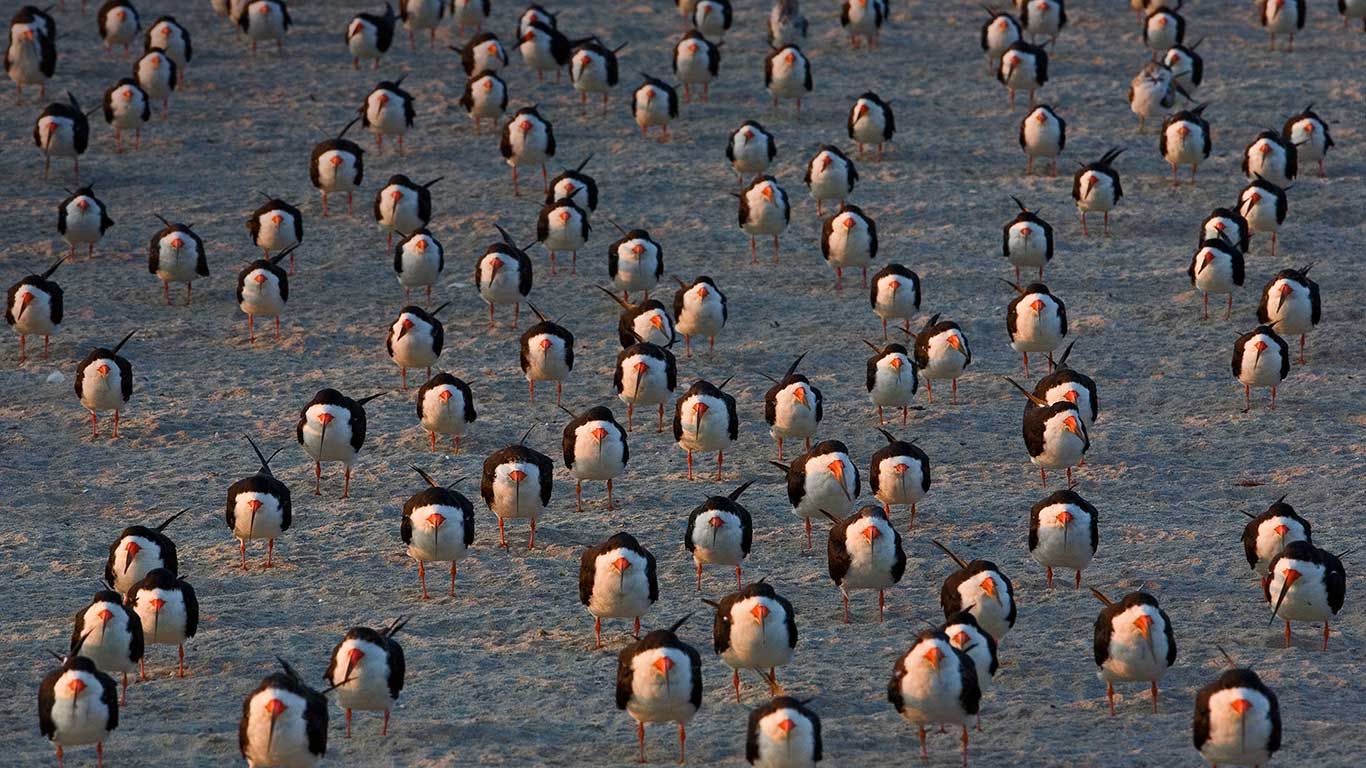 Black skimmers on Cape May, New Jersey, USA
