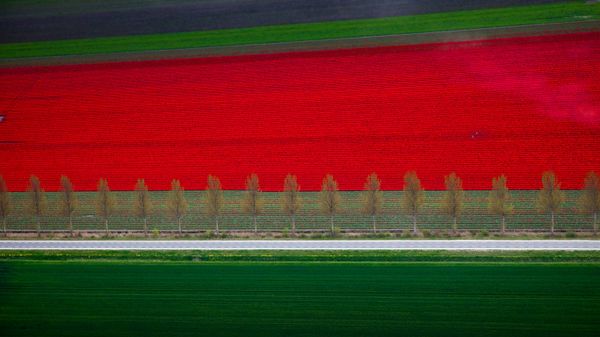 Tulip fields in Noordoostpolder, Netherlands