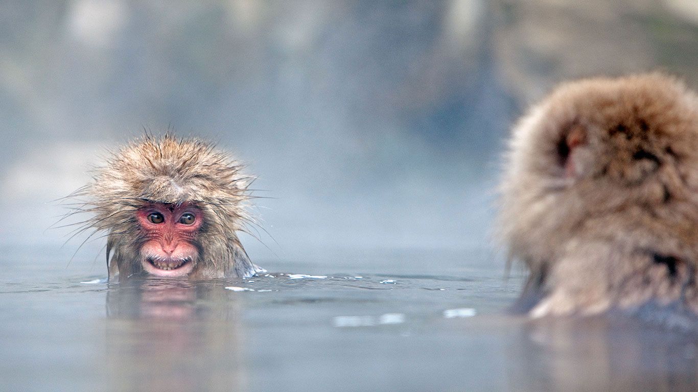 Japanese macaques in a hot spring, Jigokudani Monkey Park, Japan