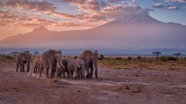 Elephants near Mount Kilimanjaro, Amboseli National Park, Kenya