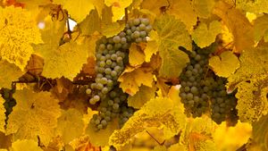 Gewürztraminer grapes at autumn harvest, Okanagan Valley, B.C., Canada (© Henry Georgi/age fotostock)(Bing New Zealand)