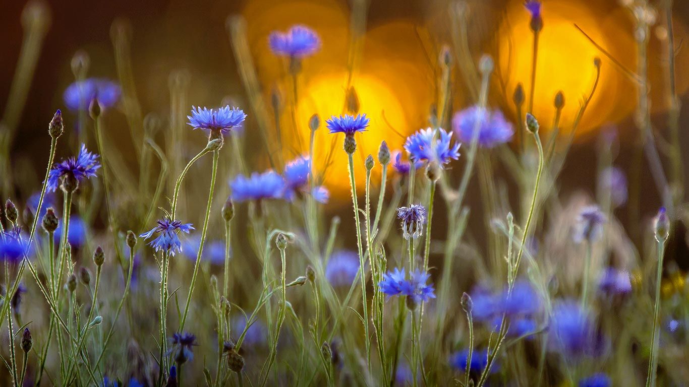Bleuets dans un couché de soleil à l’occasion du centième anniversaire de l’Armistice qui a marqué la fin de la Première Guerre Mondiale 1914-1918
