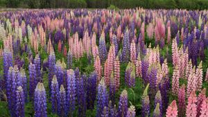 Blooming lupines in Newfoundland (© Nature, Parks/Outdoor/Shutterstock)(Bing Canada)