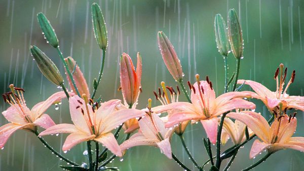 雨中的百合