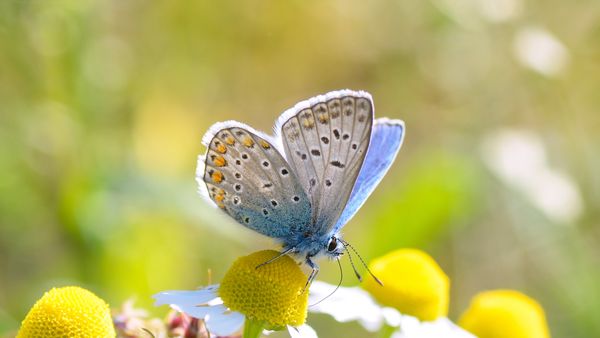 Argus‑Bläuling auf einer Blüte
