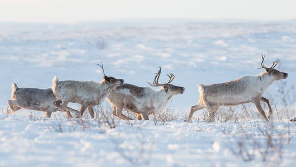 A family of caribou in a snowy landscape, Northwest Territories