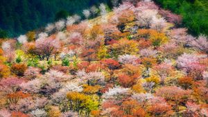 ｢吉野の千本桜｣奈良 (© Sean Pavone/Alamy)(Bing Japan)