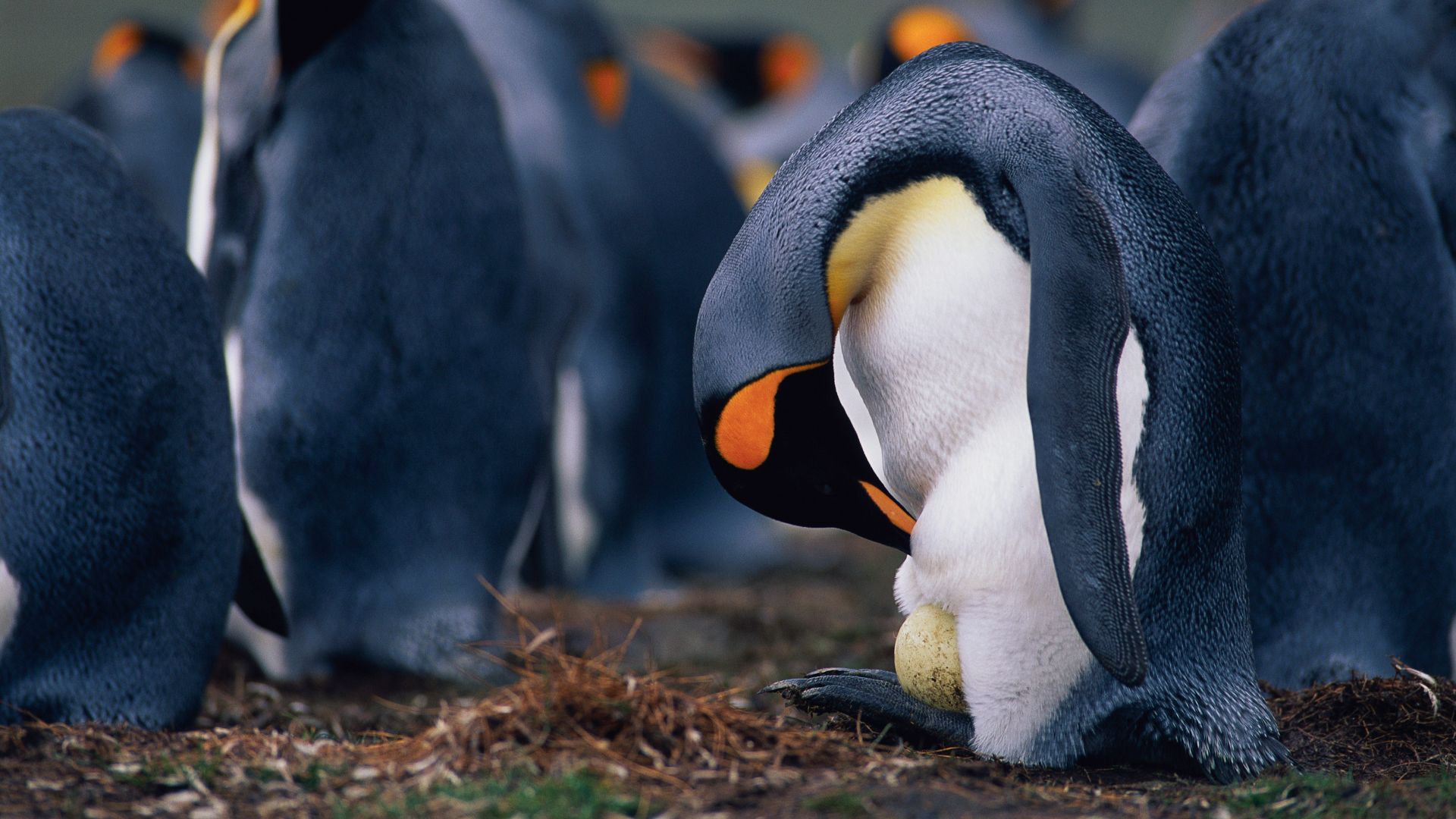 King penguin father checking egg