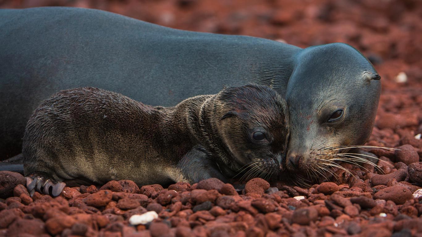 Galápagos sea lion and pup, Rábida Island, Galápagos Islands, Ecuador