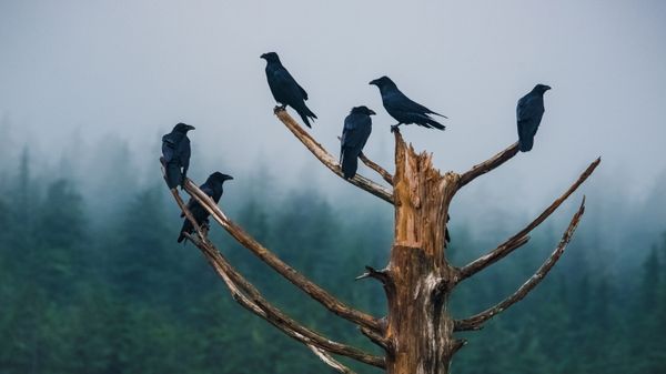 An unkindness of ravens in Juneau, Alaska