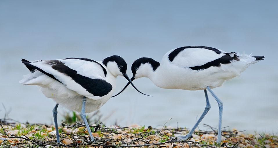 PiedAvocets