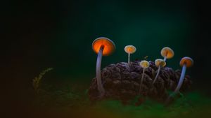 黑暗沙丘中的蘑菇，登海尔德近郊，荷兰 (© Daniel Laan/500px)(Bing China)