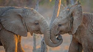 ｢仲良しゾウ｣南アフリカ, カパマ・プライベート・ゲーム保護区 (© Simon Eeman/Getty Images)(Bing Japan)