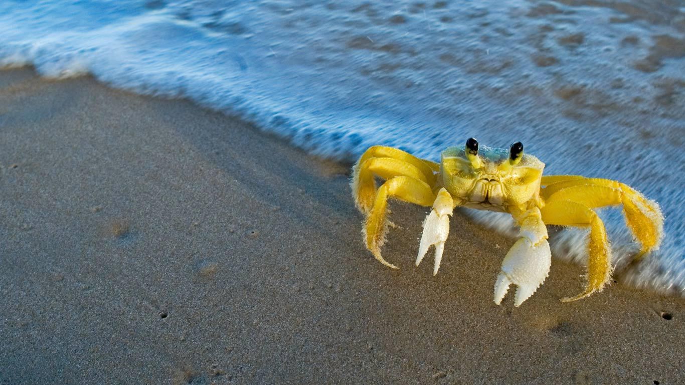 Atlantic ghost crab