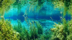 Rainbow River in Rainbow Springs State Park, Florida, United States (© Michel Roggo/Minden Pictures)(Bing Canada)