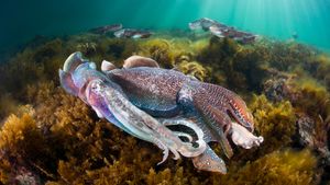 Group of giant cuttlefish in Spencer Gulf, off Whyalla, South Australia (© Gary Bell/Minden Pictures)(Bing New Zealand)