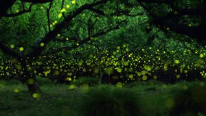 Long-exposure photograph of fireflies in a forested area near Nagoya City, Japan (© Yume Cyan)(Bing Australia)
