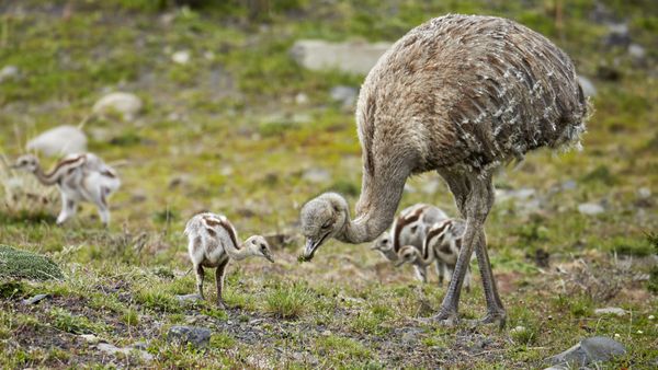 Maschio adulto di Rhea pennata con pulcini, Parco Nazionale Torres del Paine, Patagonia, Cile