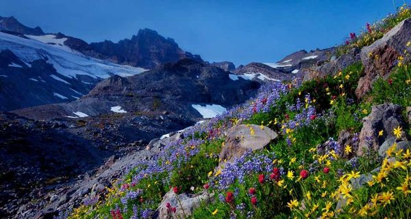 MtFlowers