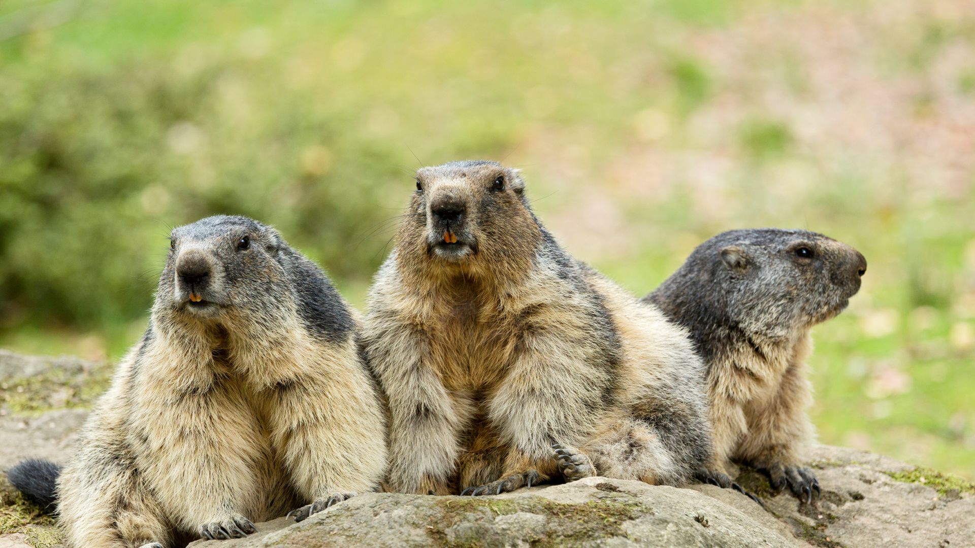 Marmottes des Alpes, Marmota Marmota, Hautes Pyrénées