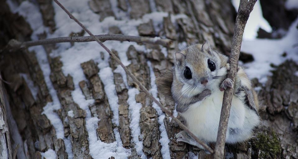 JapaneseDwarfFlyingSquirrel