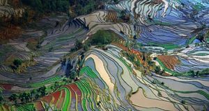 Aerial view of rice fields in Yunnan Province, China -- Jialiang Gao/Getty Images &copy; (Bing Australia)
