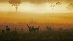 黎明时分薄雾草原上的白斑鹿，印度中央邦坎哈国家公园 (© Pete Oxford/Minden Pictures)(Bing China)