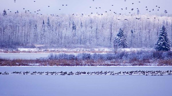 Canada geese fly though Elk Island National Park, Alberta, Canada