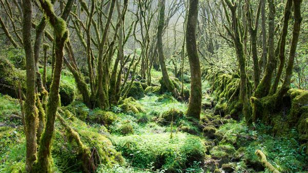 Trees covered in moss at Monk’s Dale in the Peak District, Derbyshire, England