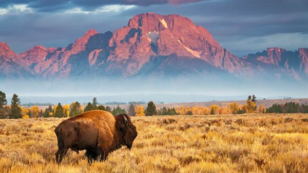 Bison in Grand Teton National Park, Wyoming, USA