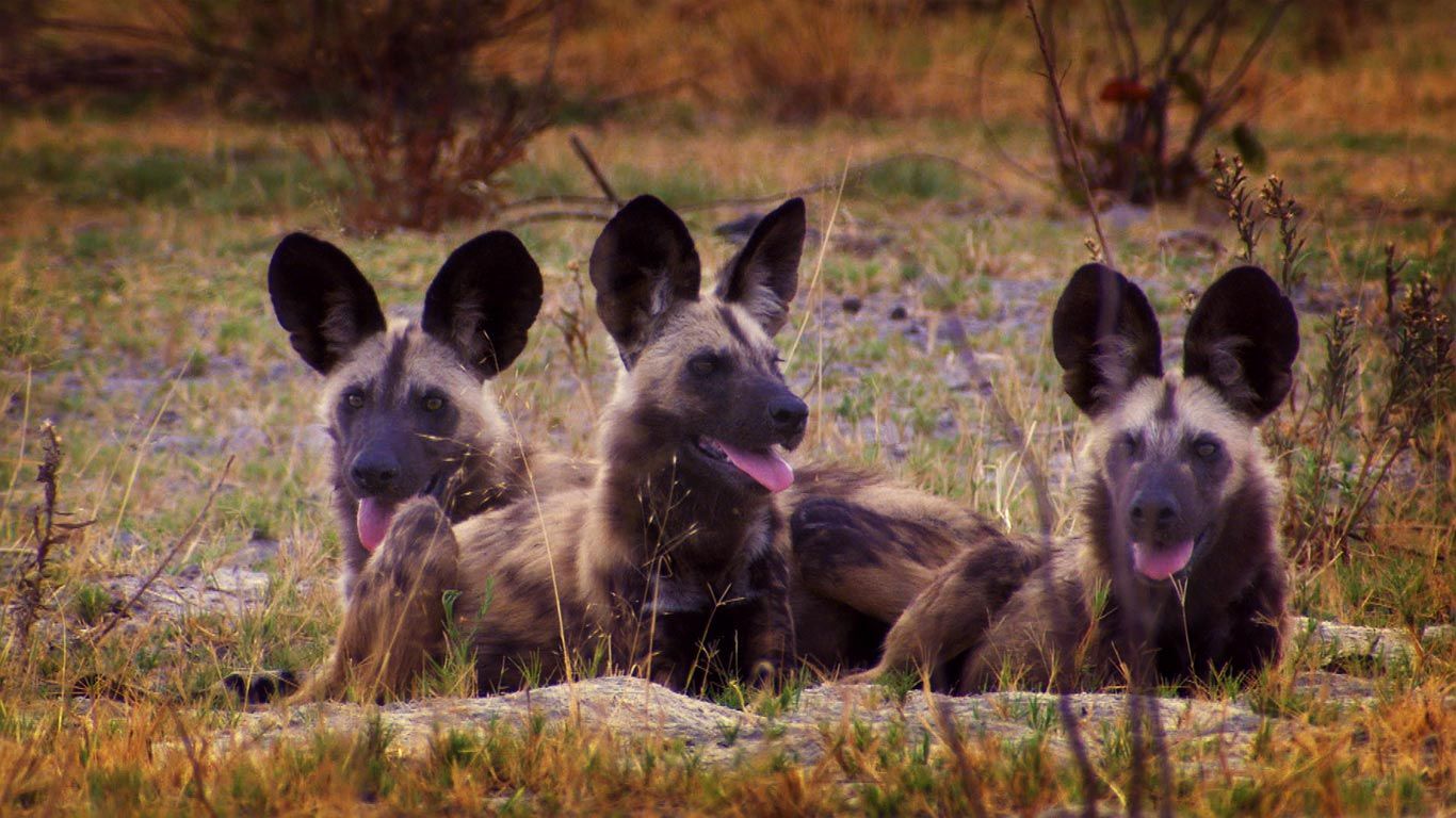 African wild dogs in Botswana