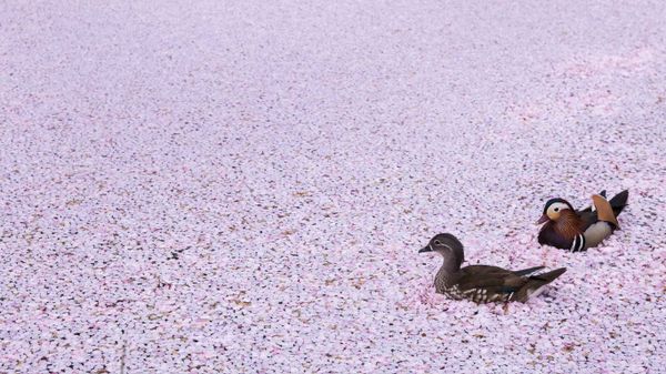｢弘前公園のお濠とオシドリ｣青森, 弘前