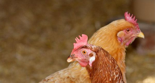 BritishHens