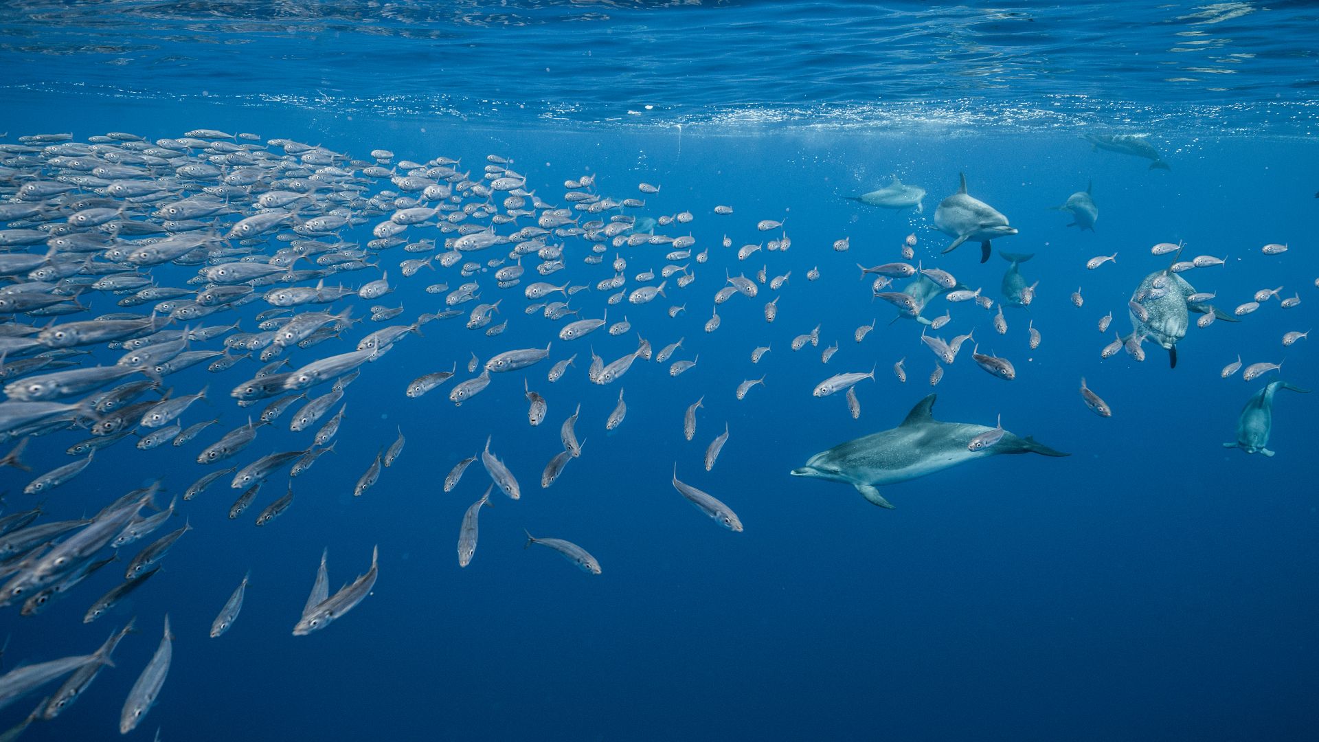 Atlantic spotted dolphins near Santa Maria Island, Azores, Portugal