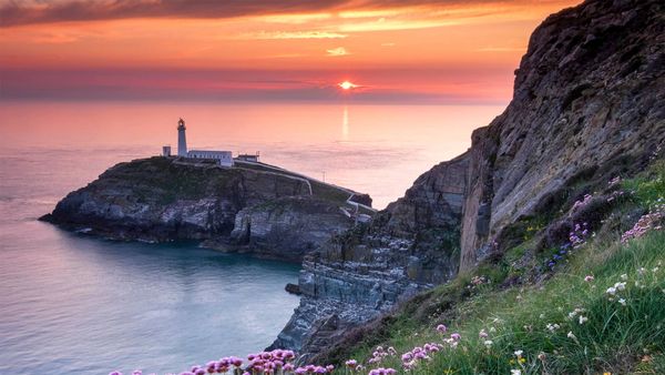 South Stack Lighthouse and coastal wildflowers at sunset, Anglesey