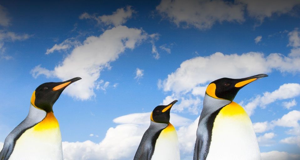 Penguins