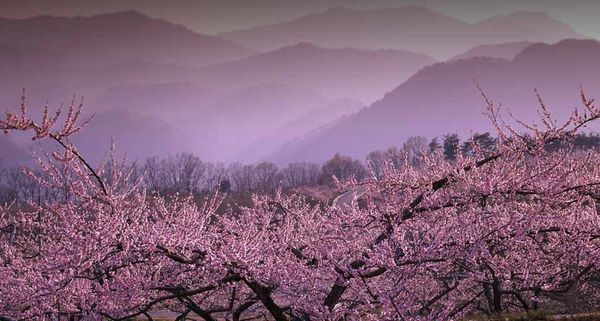｢新府桃源郷｣山梨県, 韮崎