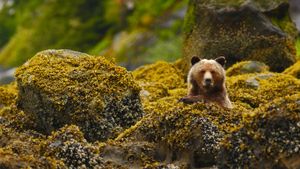 A grizzly in the Great Bear Rainforest, British Columbia, Canada (© Jack Chapman/Minden Pictures)(Bing Australia)