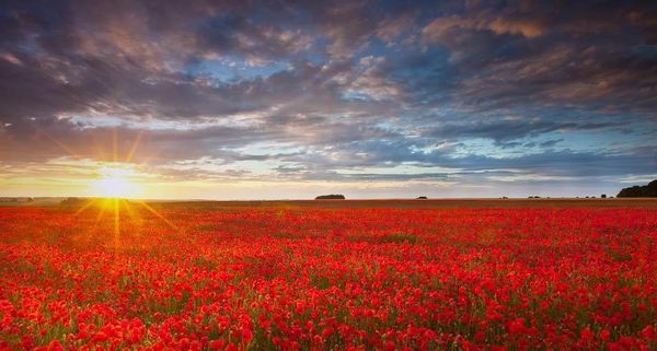 AnzacPoppies