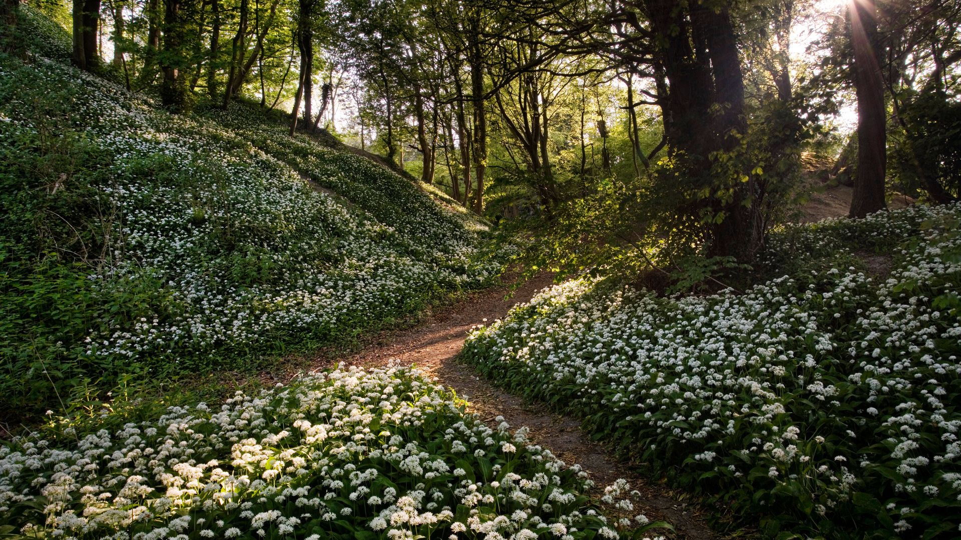 Wild garlic, Greatwood Copse, Isle of Wight, England