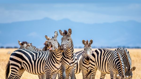 Zebre nel Parco Nazionale Tarangire, Tanzania