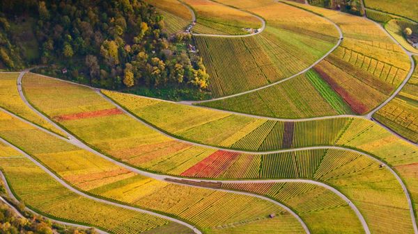 Vineyards at Rotenberg in Baden-Württemberg, Germany