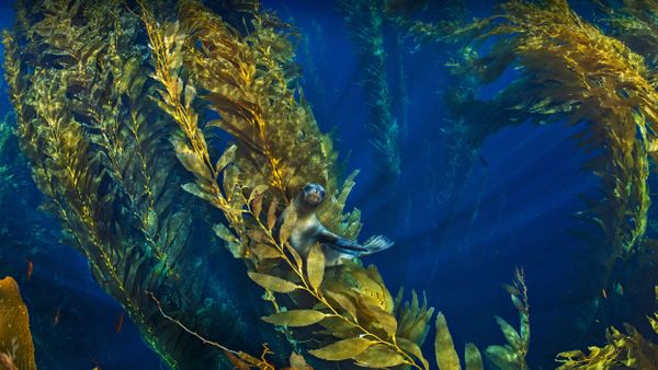 California sea lion in a forest of giant kelp near the Channel Islands of California