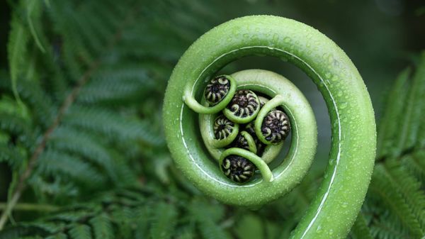 Silver fern frond, New Zealand