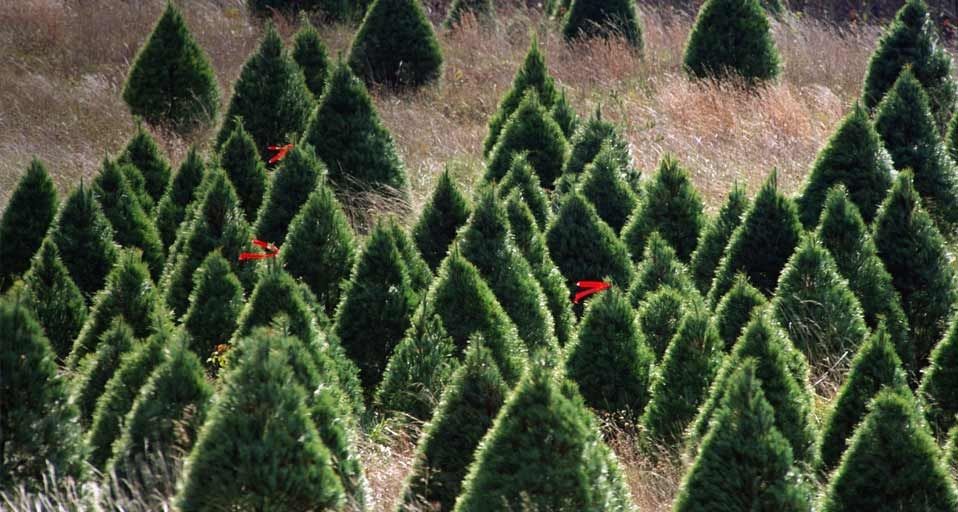 TreeFarm