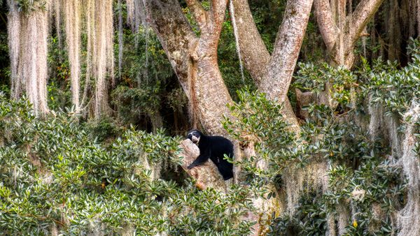 Spectacled bear resting in tree, Ecuador