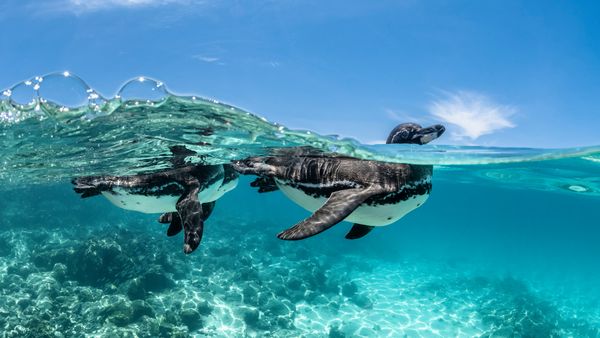 Galápagos penguins swimming, Galápagos Islands, Ecuador