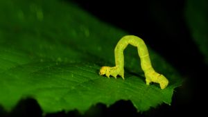Geometer moth larva, aka an inchworm (© Joe Petersburger/Getty Images)(Bing United States)